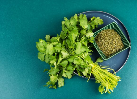 Fresh Cilantro: Nature's Heavy Metal Detox and Antimicrobial Powerhouse cilantro