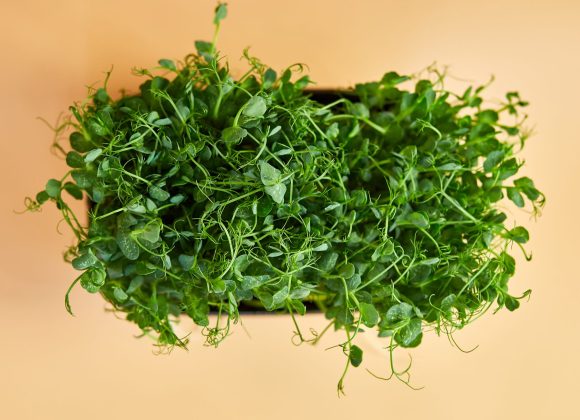 Watercress: The Science-Backed Superfood Your Diet Is Missing watercress